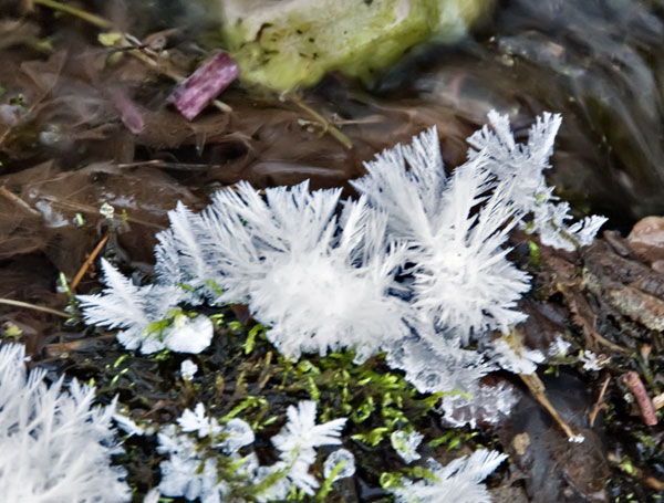 feathers